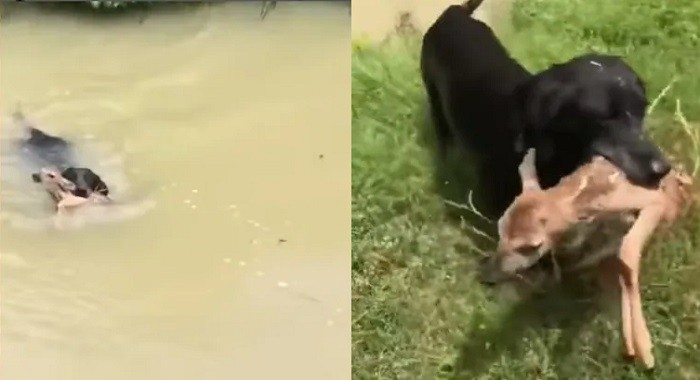 Dog saves Deer