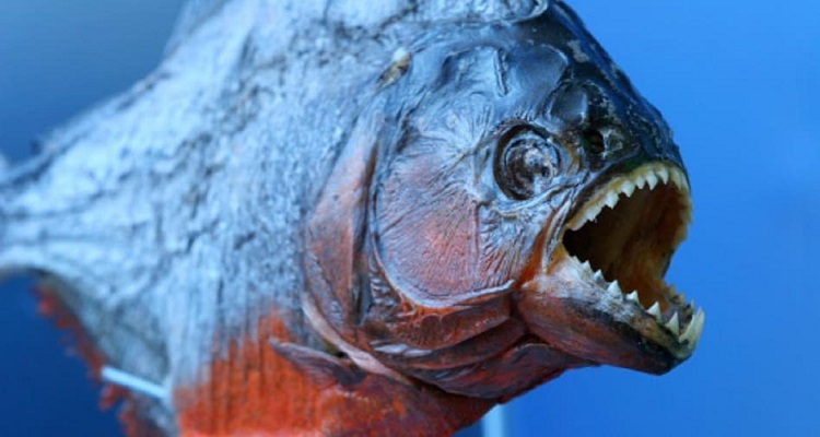 FISH1 પીરાન્હા માછલીએ બીચ પર મચાવ્યો આતંક 4 લોકોનાં મોત 20 ઘાયલ,જાણો વિગત