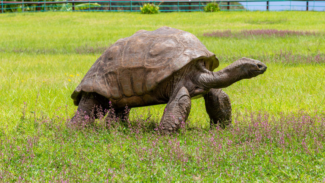 jonathan tortoies 190 year old