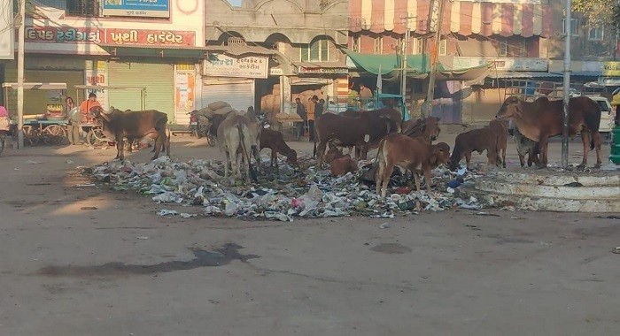 ગુજપાક 5 થાનગઢમાં વિવિધ વિસ્તારોમાં કચરા અને ગંદકીનાં ઢગથી રહીશો પરેશાન