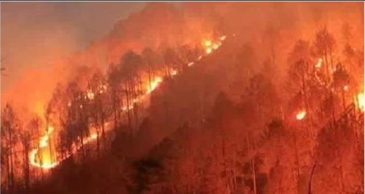 3 48 સરિસ્કા જંગલમાં લાગેલી ભીષણ આગમાં 700 હેકટર વિસ્તાર તબાહ,જાણો વિગત