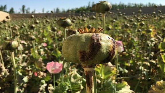 AP Center for Drug Trafficking: About 600 Opium Plants Found in Farm