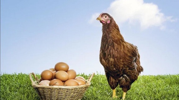 Chicken or egg came first in the world? Scientists discovered the answer to this question