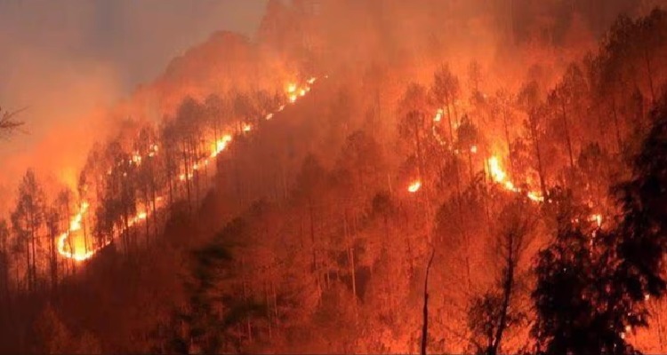 ipl mi 10 દેશના ધગધગતા જંગલોઃ સાત દિવસમાં 60 હજારથી વધુ આગની ઘટનાઓ