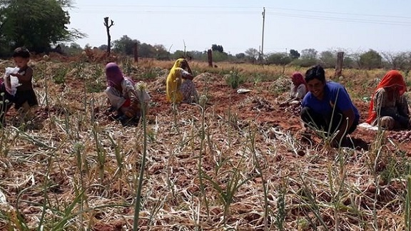 Jodhpur Onion Crop Facing Crisis