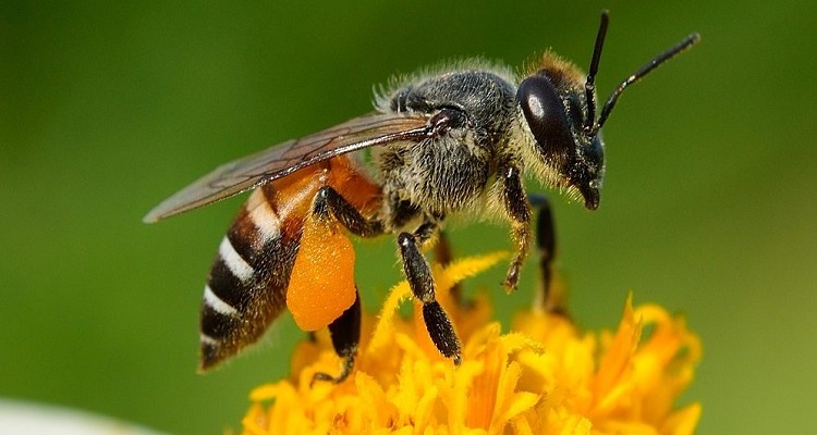 CATCH THE BUZZ-Why Vegans Avoid Honey