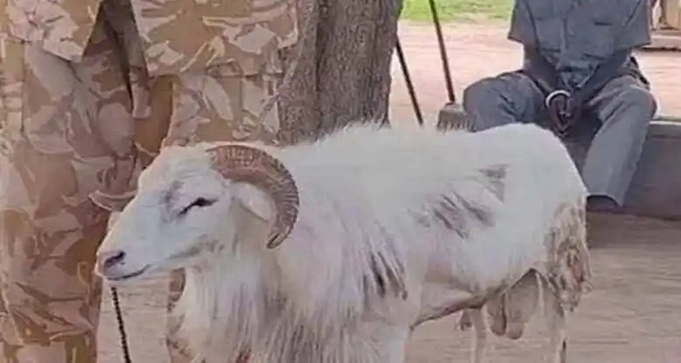 sokhada આશ્ચર્ય ! આ ઘેટાને મળી જેલની સજા, એક મહિલાની હત્યાનો આરોપ