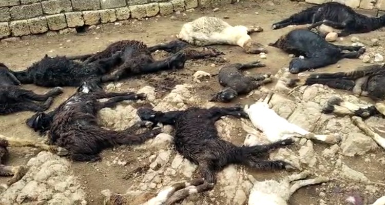 devshayani 8 વાડામાં બાંધેલા બકરા પર દીપડાનો હુમલો, 25 બકરાના મોત