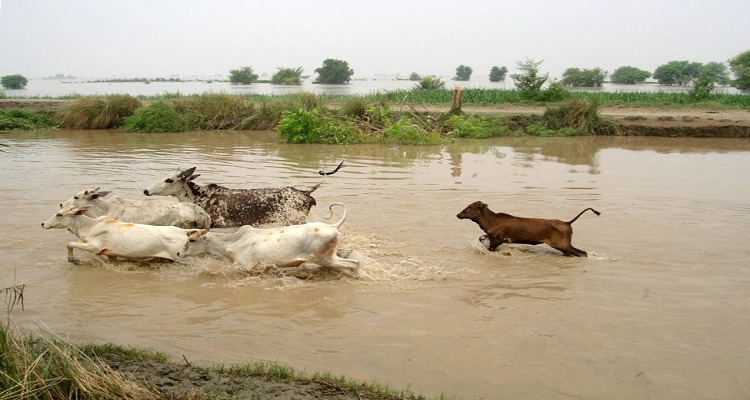 tista 6 વરસાદના કારણે સામાન્ય લોકોની સાથે પશુઓ પણ પરેશાન, નવસારીમાં 1200 પશુઓ પાણીમાં ડૂબ્યા, 42ના મોત