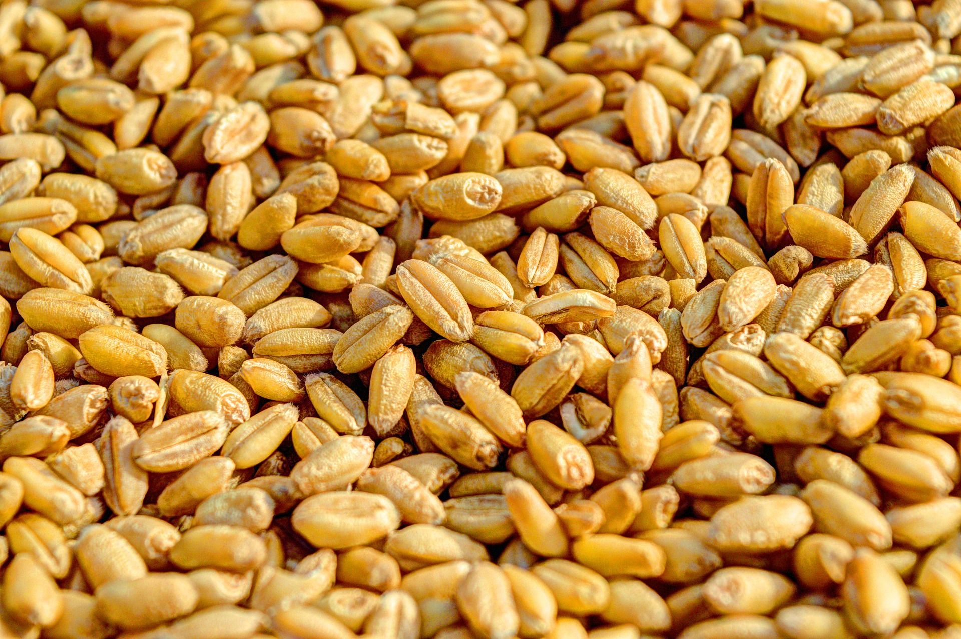 Wheat Quantity India