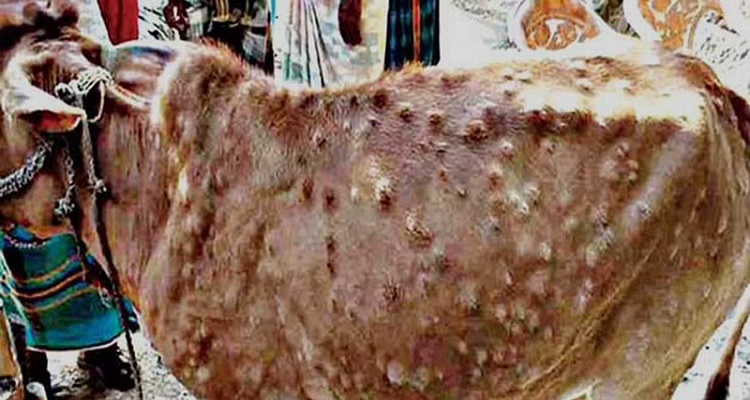 20 જૂનાગઢમાં લંમ્પી વાયરસથી 9 ગાયોના મોત થતા ખળભળાટ