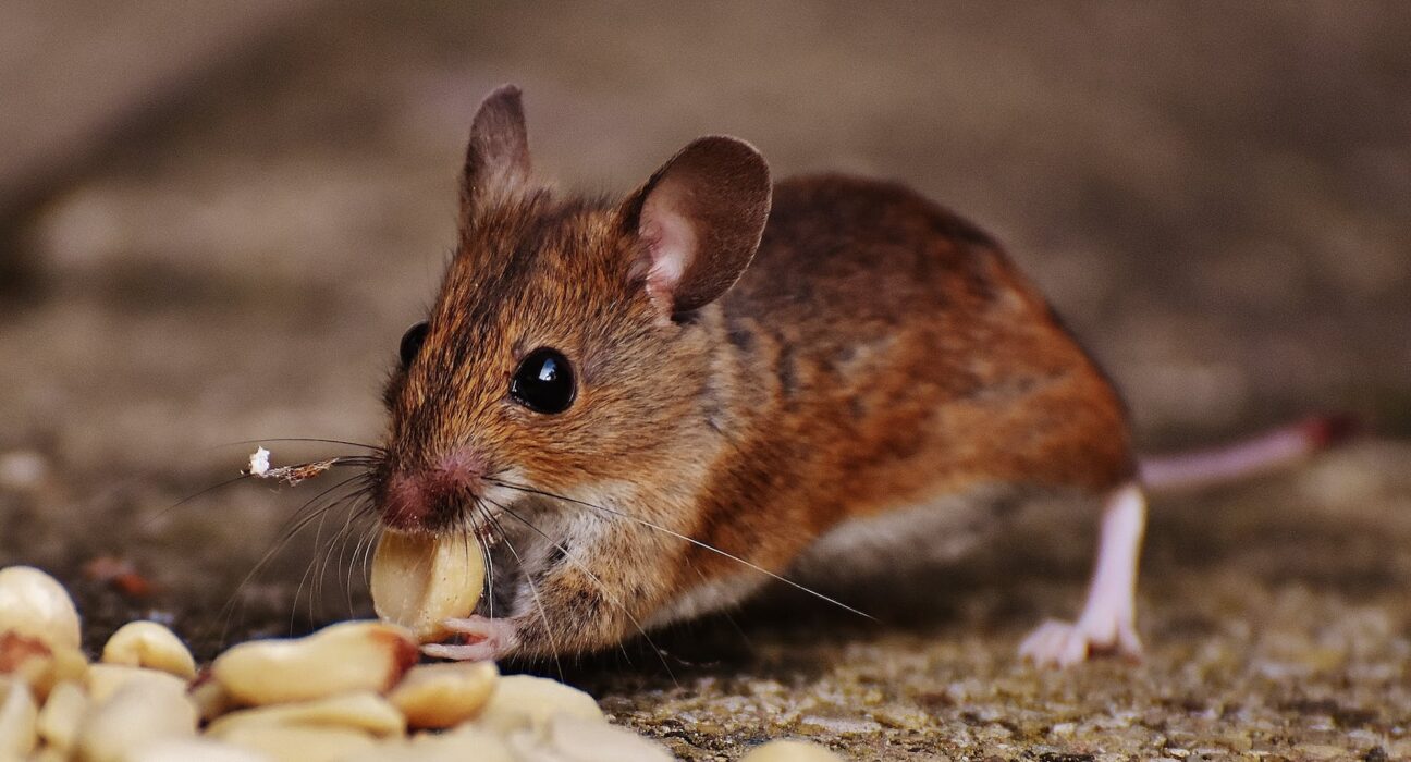 Tired of rat terror? Get rid of these remedies