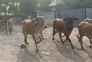 Dehgam Stray Cattle