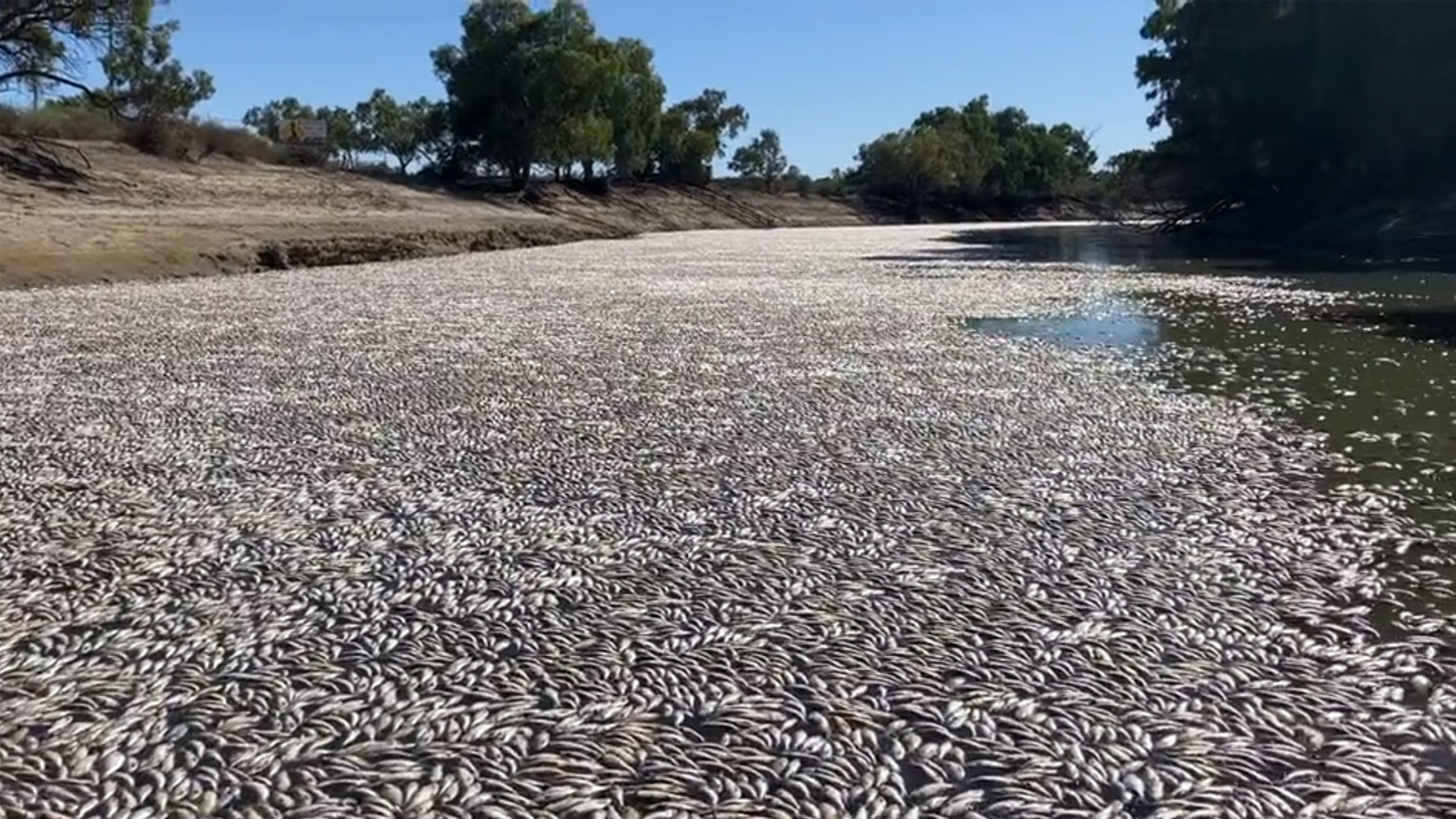 Millions Fish Died