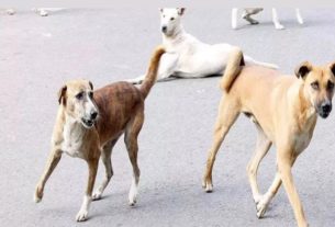 Stray Dogs દિલ્હીમાં કૂતરાઓએ બે સગા ભાઈઓને બચકા ભરી-ભરીને મારી નાખ્યા