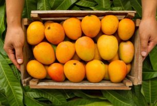 USA Mango Export હવેથી ગુજરાતની કેરીની સીધી અમેરિકા નિકાસ થઈ શકશે
