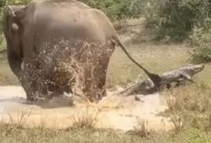 Elephant Crocodile સંતાન માટે મગર સામે લડતી માદા હાથણી