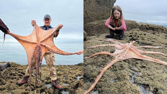Untitled 80 4 બ્રિટનમાં સમુદ્રમાંથી બહાર આવ્યો 7 ફૂટ લાંબો ઓક્ટોપસ, રાક્ષસ જેવા પ્રાણીને જોઈને ઈન્ટરનેટ લોકો ડરી ગયા