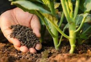Fertilizer Subsidy કેન્દ્ર સરકારની 1.08 લાખ કરોડની ખાતરની સબસિડીને મંજૂરી