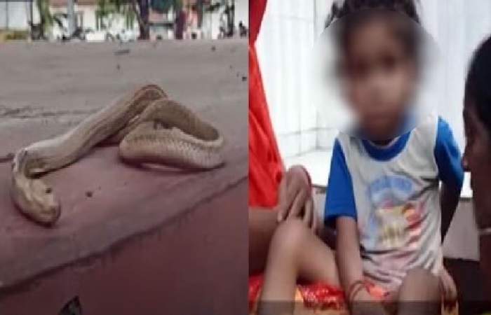 Child Snake ત્રણ વર્ષનો બાળક સાપ ચાવી ગયો