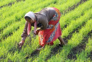 Farmers MSP સરકારની ખેડૂતોને ભેટઃ દાળ, ધાન અને મકાઈના ટેકાના ભાવમાં વધારો