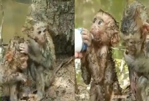 Monkey Video Viral