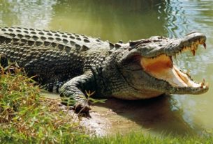 Baroda Crocodile વડોદરામાં મોઢું ધોવા ગયેલા યુવકને મગર ખેંચી ગયો