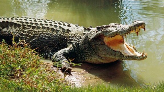 Baroda Crocodile વડોદરામાં મોઢું ધોવા ગયેલા યુવકને મગર ખેંચી ગયો