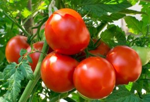 Tomato ખેડૂતની મહેનત પર ચોરોએ લણી લીધુઃ મોંઘાદાટ ટામેટાની ખેતરમાંથી ચોરી