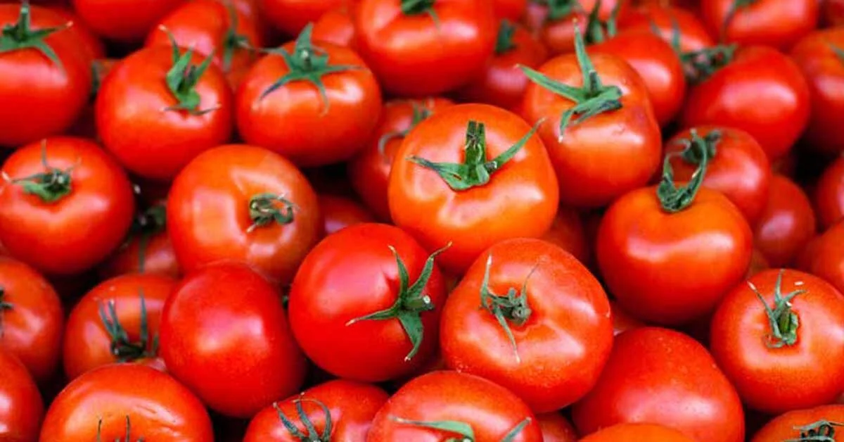 Tomato Centre ટામેટા સસ્તા કરવા કેન્દ્ર સક્રિયઃ બીજા રાજ્યોમાંથી ખરીદી કરી નીચા ભાવે વેચશે