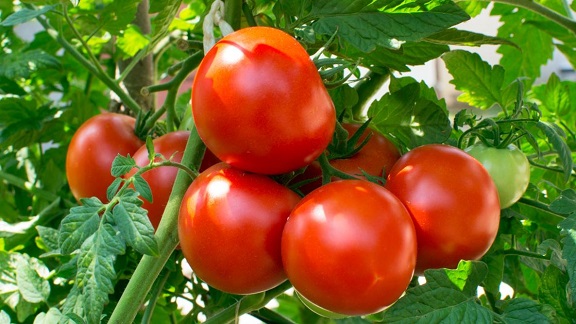 Tomato ખેડૂતની મહેનત પર ચોરોએ લણી લીધુઃ મોંઘાદાટ ટામેટાની ખેતરમાંથી ચોરી