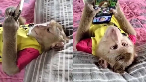 monkey viral video