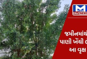 Mantavyanews 16 5 આ રાક્ષસી વૃક્ષથી ચેતવુ જરૂરી, રાજ્ય સરકારે રોપા ઉછેર પર સંપૂર્ણ પ્રતિબંધ