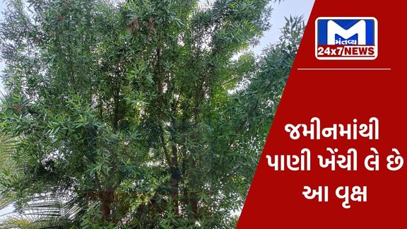 Mantavyanews 16 5 આ રાક્ષસી વૃક્ષથી ચેતવુ જરૂરી, રાજ્ય સરકારે રોપા ઉછેર પર સંપૂર્ણ પ્રતિબંધ