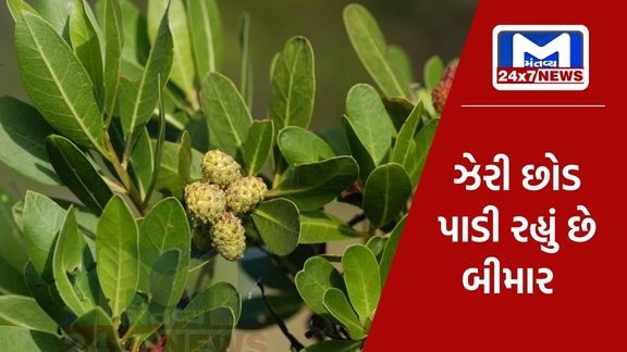If this flower is in your house, you can also fall sick!, Gujarat government imposed a ban