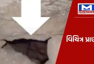 YouTube Thumbnail 2023 10 19T130435.813 પત્થરો નીચે દટાયેલું જોવા મળ્યું વિચિત્ર પ્રાણી, આંખના પલકારામાં દૃષ્ટિથી ગાયબ થઈ ગયું