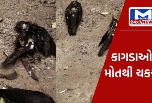 Dead bodies of crows found in the station area of ​​Chotaudepur, feelings of grief among the townspeople