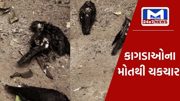 Dead bodies of crows found in the station area of ​​Chotaudepur, feelings of grief among the townspeople