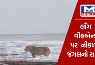 An Asiatic lion strolling on the beach of Junagadh was caught on camera, the picture went viral
