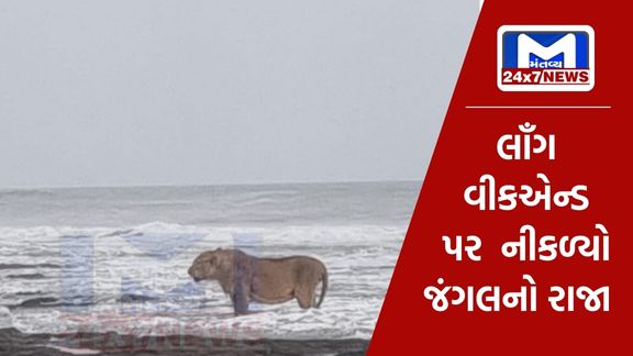 An Asiatic lion strolling on the beach of Junagadh was caught on camera, the picture went viral