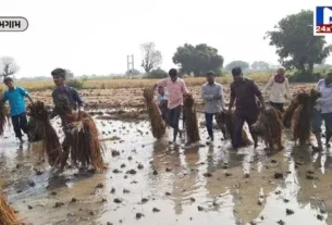 Damage to crops due to rain in viramgam nalkantha વિરમગામ પંથકમાં કમોસમી વરસાદથી ખેતીના ઉભા પાકને વ્યાપક નુકસાન