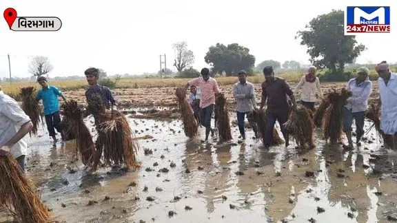 Damage to crops due to rain in viramgam nalkantha વિરમગામ પંથકમાં કમોસમી વરસાદથી ખેતીના ઉભા પાકને વ્યાપક નુકસાન