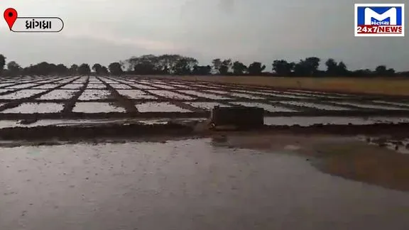 Damage to crops due to rain in winter dhrangadhra ધ્રાંગધ્રા પંથકમાં ભરશિયાળે વરસાદના કારણે ખેડૂતોને નુકસાનની ભીતિ