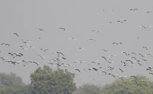 Untitled 12 થોળ પક્ષી અભયારણ્યમાં વિદેશી પક્ષીઓનું આગમન, લોકોમાં જોવા મળ્યું કુતૂહલ