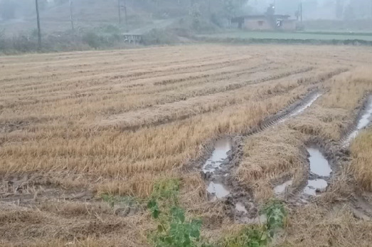 Untitled 3 સાબરકાંઠામાં ભર શિયાળમાં કમોસમી વરસાદ, ખેડૂતજગત ભારે ઉદાસી