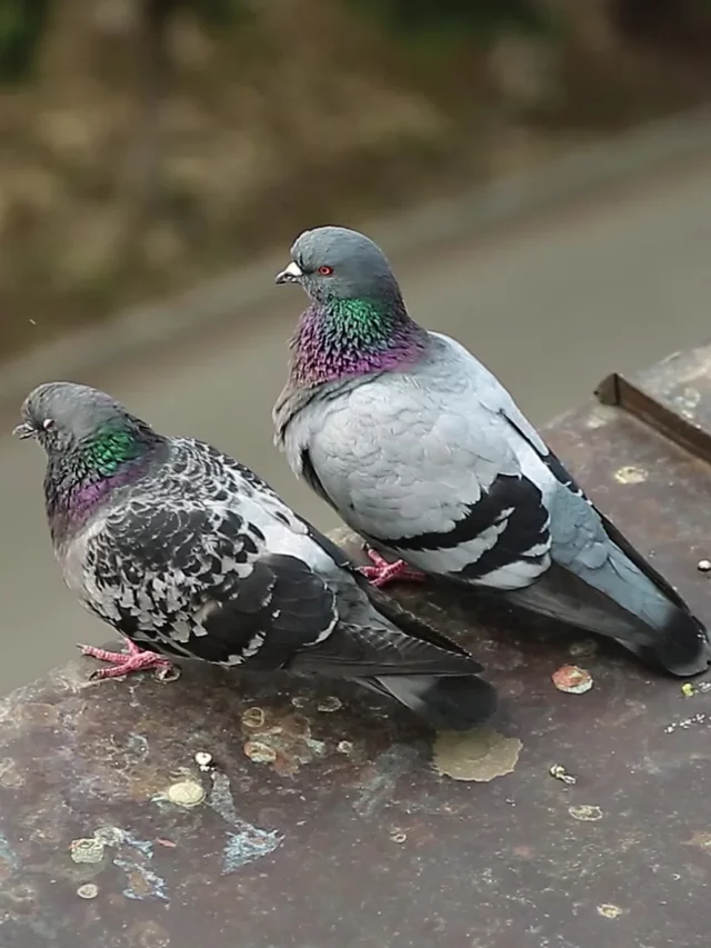 pigeons-sit-edge-roof-and-footage-075061748_prevstill