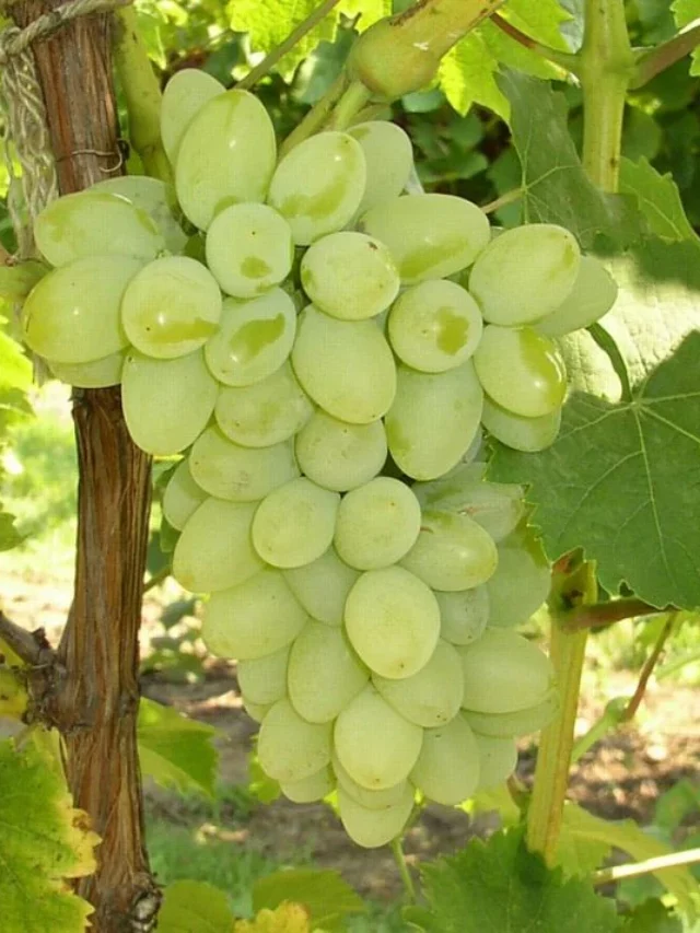 Green-Grape