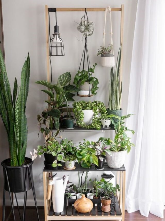 Which-plants-are-not-good-for-home-Precautions-for-common-houseplants-01