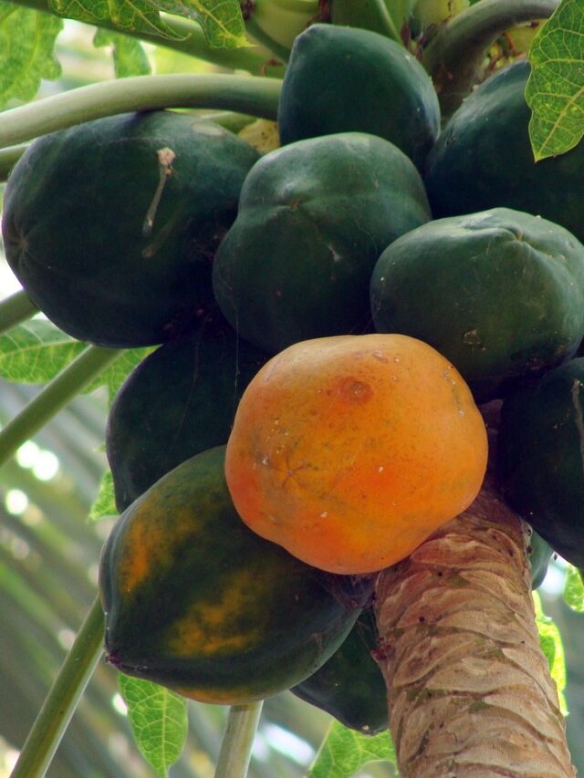 papaya-173660_1280