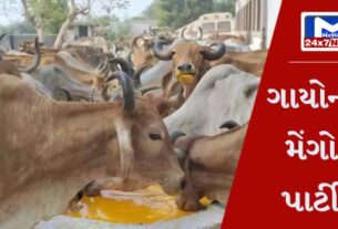 YouTube Thumbnail 2024 04 14T132218.393 ગાય માતાને લઈ આ સંસ્થાનું અનોખું સેવા કાર્ય, રસ્તાઓ પર ફરતી ગાયોને પીવડાવ્યું મેંગો જ્યુસ